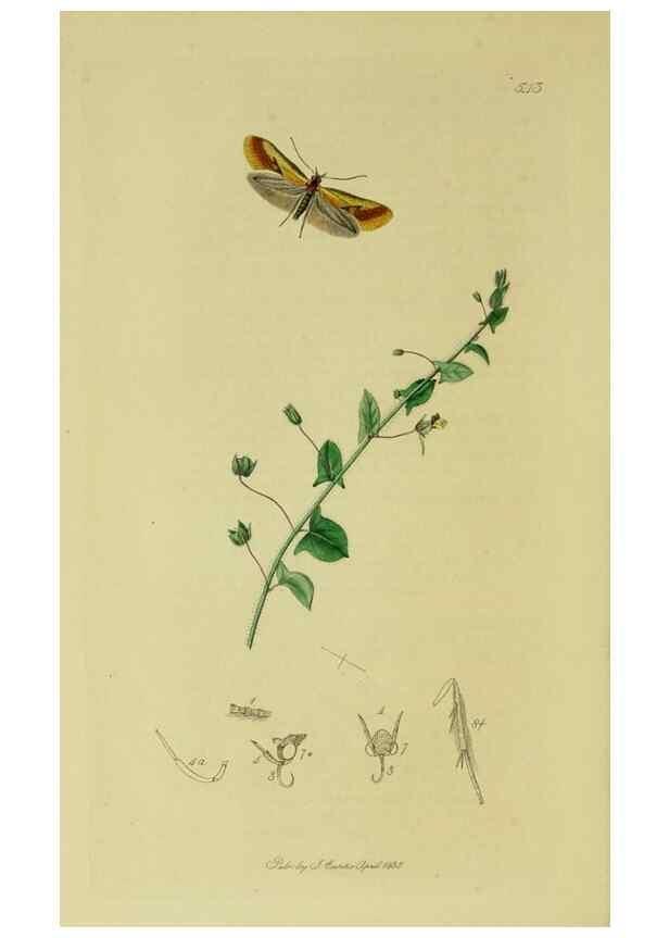 Reproducción/Reproduction 49640283103: British entomology :. London,Printed for the author,1823-1840 [i.e. 1840].. 