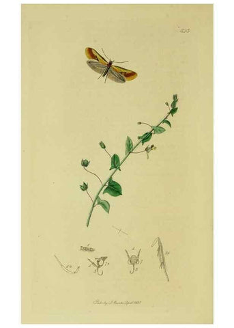 Reproducción/Reproduction 49640283103: British entomology :. London,Printed for the author,1823-1840 [i.e. 1840].. 