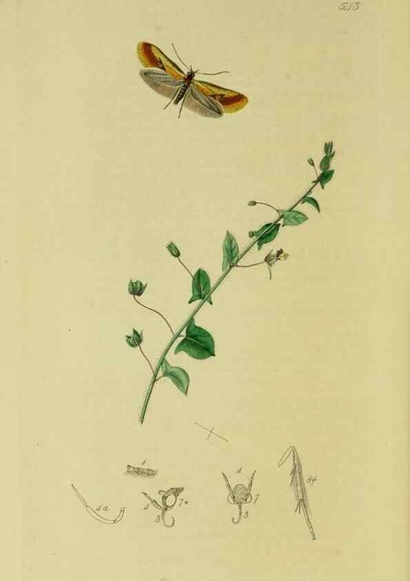Reproducción/Reproduction 49640283103: British entomology :. London,Printed for the author,1823-1840 [i.e. 1840].. 