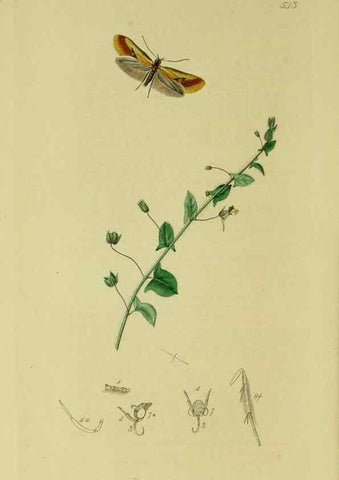 Reproducción/Reproduction 49640283103: British entomology :. London,Printed for the author,1823-1840 [i.e. 1840].. 