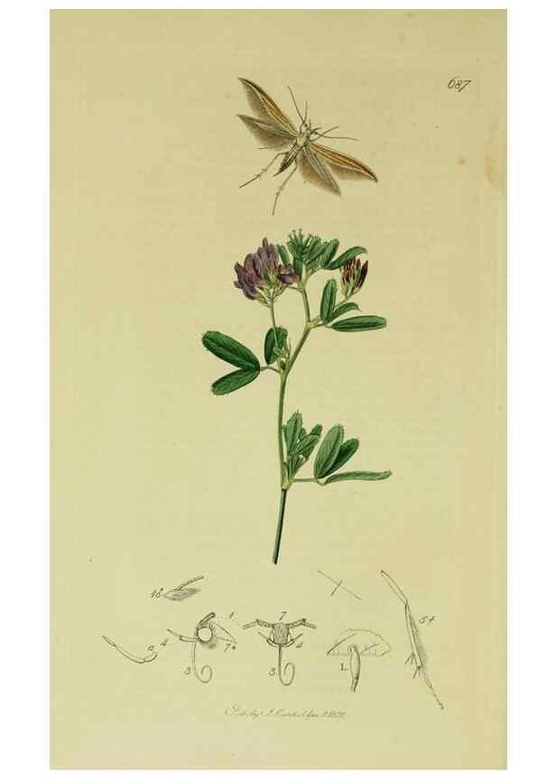 Reproducción/Reproduction 49640806311: British entomology :. London,Printed for the author,1823-1840 [i.e. 1840].. 