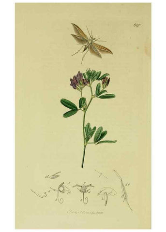 Reproducción/Reproduction 49640806311: British entomology :. London,Printed for the author,1823-1840 [i.e. 1840].. 