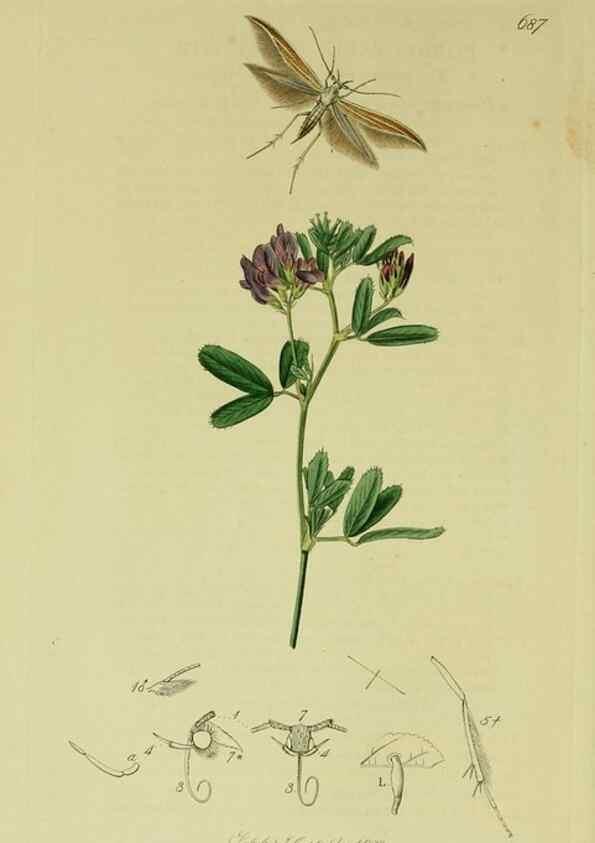 Reproducción/Reproduction 49640806311: British entomology :. London,Printed for the author,1823-1840 [i.e. 1840].. 