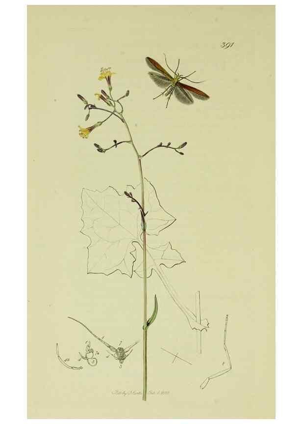Reproducción/Reproduction 49640283808: British entomology :. London,Printed for the author,1823-1840 [i.e. 1840].. 