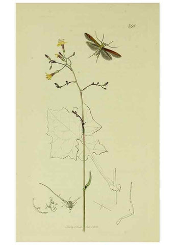 Reproducción/Reproduction 49640283808: British entomology :. London,Printed for the author,1823-1840 [i.e. 1840].. 