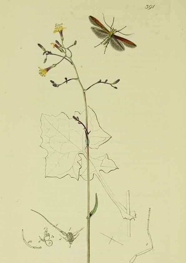 Reproducción/Reproduction 49640283808: British entomology :. London,Printed for the author,1823-1840 [i.e. 1840].. 