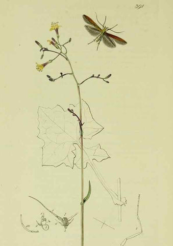 Reproducción/Reproduction 49640283808: British entomology :. London,Printed for the author,1823-1840 [i.e. 1840].. 