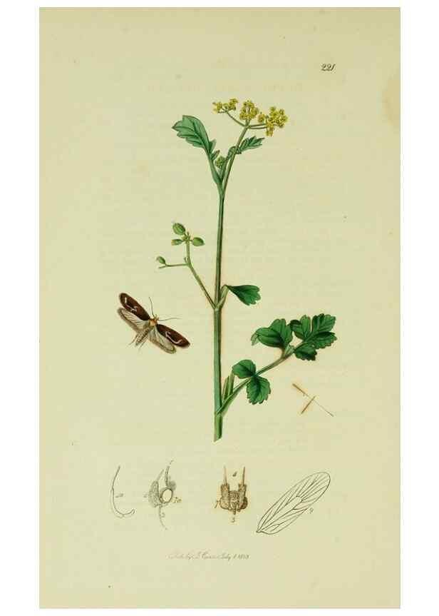 Reproducción/Reproduction 49641077722: British entomology :. London,Printed for the author,1823-1840 [i.e. 1840].. 