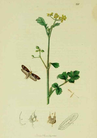 Reproducción/Reproduction 49641077722: British entomology :. London,Printed for the author,1823-1840 [i.e. 1840].. 