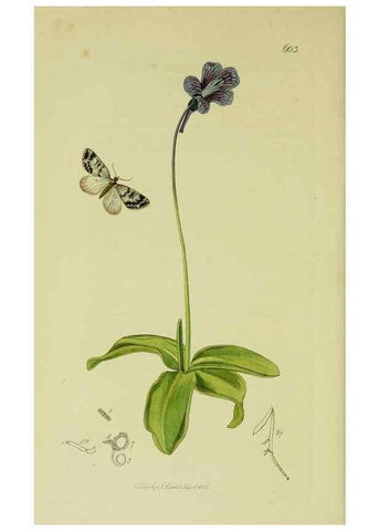 Reproducción/Reproduction 49640786456: British entomology :. London,Printed for the author,1823-1840 [i.e. 1840].. 