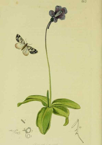 Reproducción/Reproduction 49640786456: British entomology :. London,Printed for the author,1823-1840 [i.e. 1840].. 