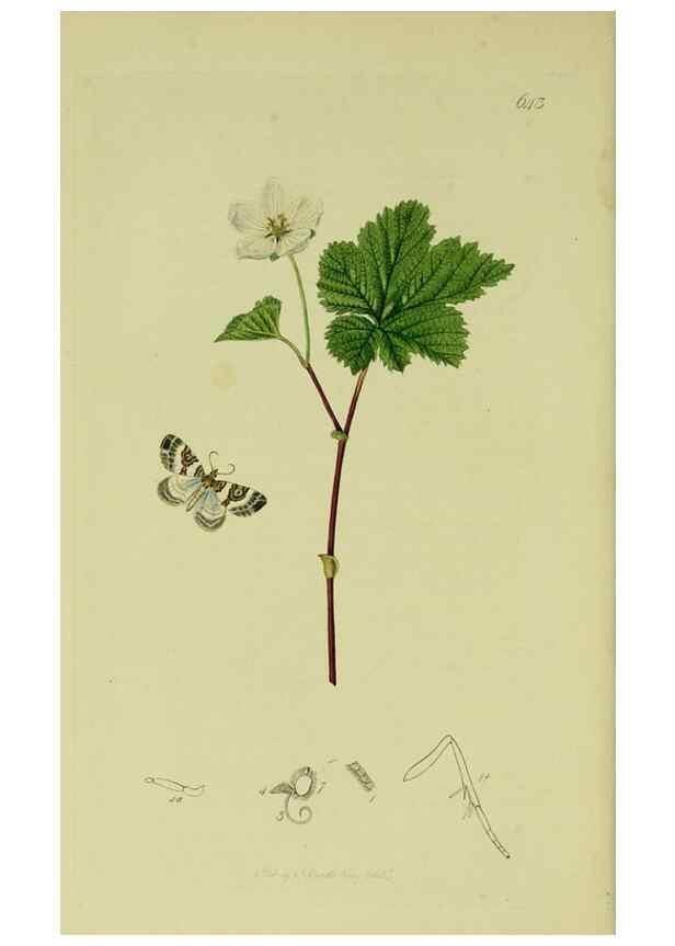Reproducción/Reproduction 49640263943: British entomology :. London,Printed for the author,1823-1840 [i.e. 1840].. 