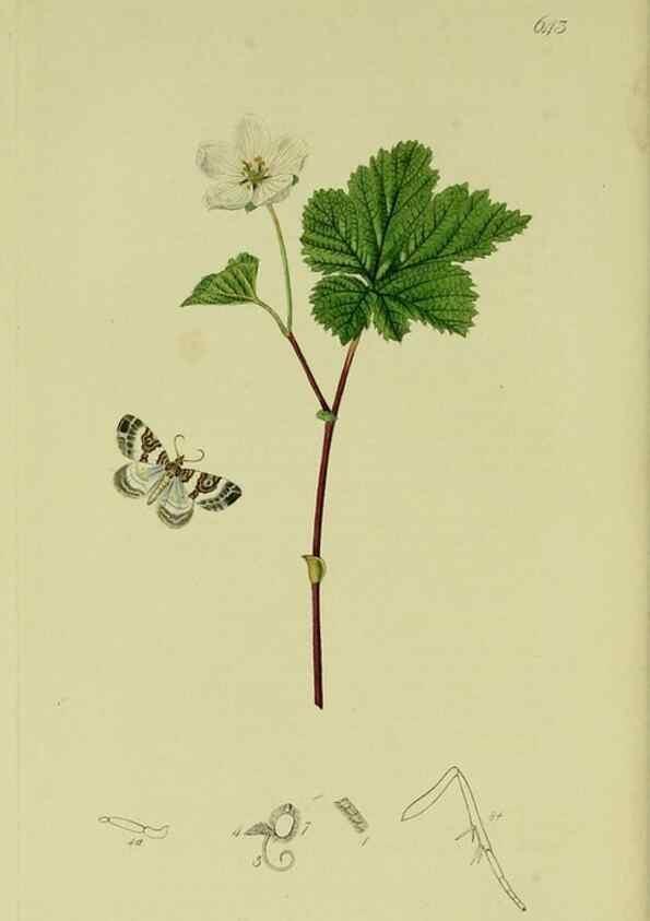 Reproducción/Reproduction 49640263943: British entomology :. London,Printed for the author,1823-1840 [i.e. 1840].. 