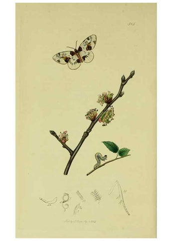 Reproducción/Reproduction 49641059242: British entomology :. London,Printed for the author,1823-1840 [i.e. 1840].. 