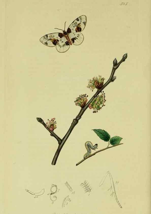Reproducción/Reproduction 49641059242: British entomology :. London,Printed for the author,1823-1840 [i.e. 1840].. 
