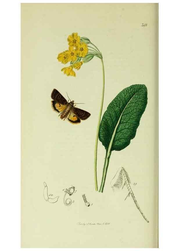 Reproducción/Reproduction 49640710351: British entomology :. London,Printed for the author,1823-1840 [i.e. 1840].. 