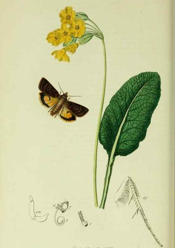 Reproducción/Reproduction 49640710351: British entomology :. London,Printed for the author,1823-1840 [i.e. 1840].. 