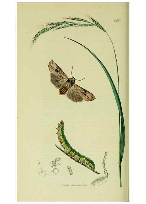 Reproducción/Reproduction 49640187818: British entomology :. London,Printed for the author,1823-1840 [i.e. 1840].. 