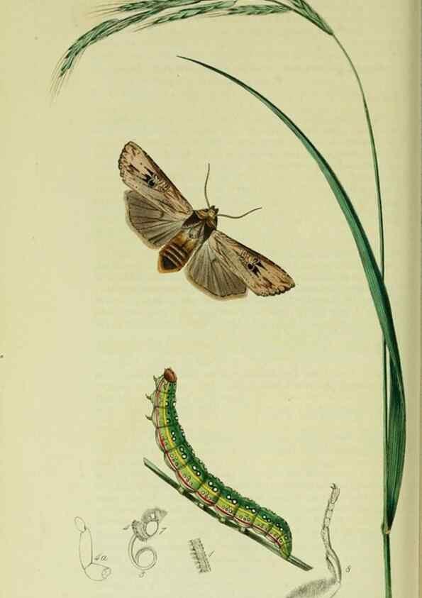 Reproducción/Reproduction 49640187818: British entomology :. London,Printed for the author,1823-1840 [i.e. 1840].. 