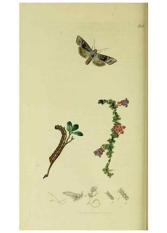 Reproducción/Reproduction 49640710936: British entomology :. London,Printed for the author,1823-1840 [i.e. 1840].. 