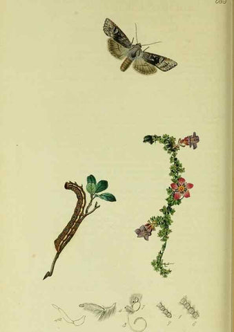 Reproducción/Reproduction 49640710936: British entomology :. London,Printed for the author,1823-1840 [i.e. 1840].. 