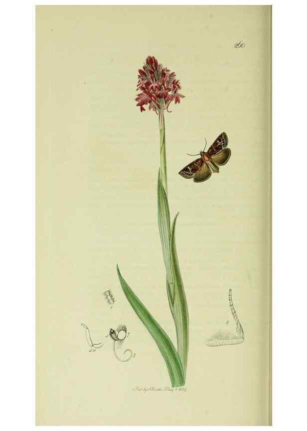 Reproducción/Reproduction 49640711231: British entomology :. London,Printed for the author,1823-1840 [i.e. 1840].. 