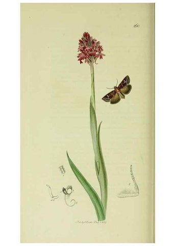 Reproducción/Reproduction 49640711231: British entomology :. London,Printed for the author,1823-1840 [i.e. 1840].. 