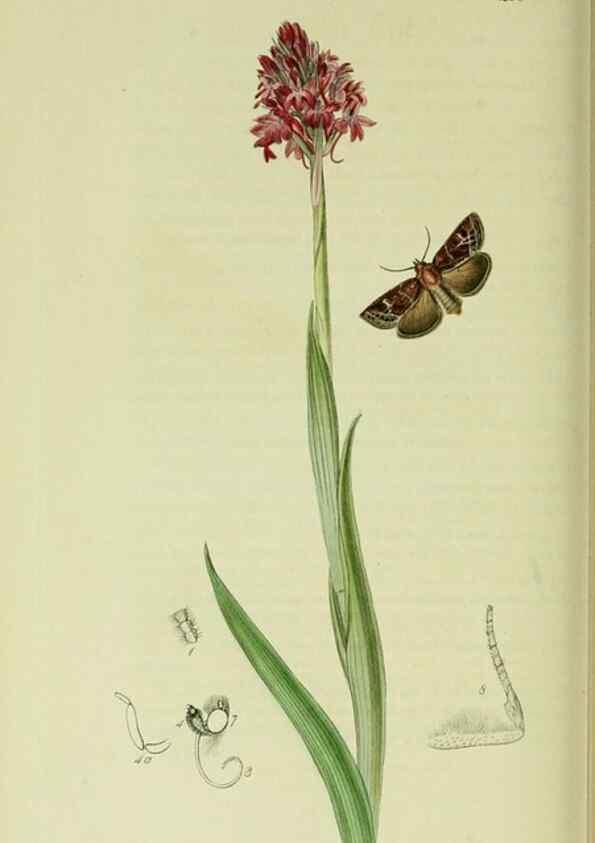 Reproducción/Reproduction 49640711231: British entomology :. London,Printed for the author,1823-1840 [i.e. 1840].. 