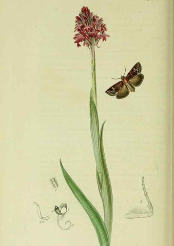 Reproducción/Reproduction 49640711231: British entomology :. London,Printed for the author,1823-1840 [i.e. 1840].. 