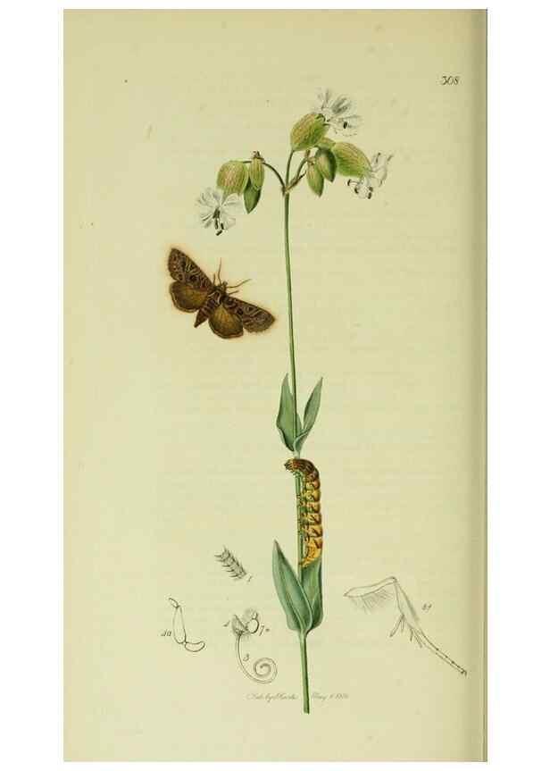 Reproducción/Reproduction 49640188628: British entomology :. London,Printed for the author,1823-1840 [i.e. 1840].. 