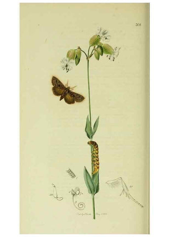 Reproducción/Reproduction 49640188628: British entomology :. London,Printed for the author,1823-1840 [i.e. 1840].. 