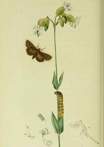 Reproducción/Reproduction 49640188628: British entomology :. London,Printed for the author,1823-1840 [i.e. 1840].. 