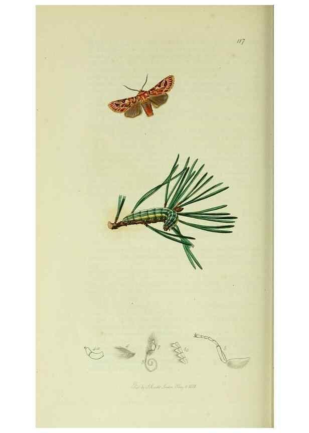 Reproducción/Reproduction 49640711816: British entomology :. London,Printed for the author,1823-1840 [i.e. 1840].. 