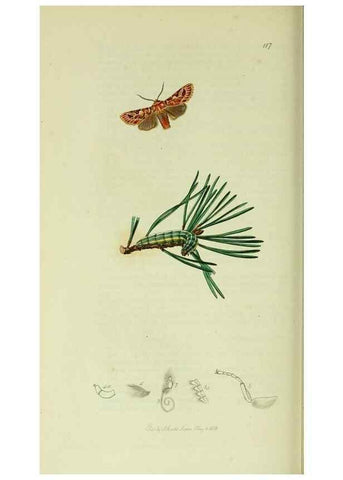 Reproducción/Reproduction 49640711816: British entomology :. London,Printed for the author,1823-1840 [i.e. 1840].. 