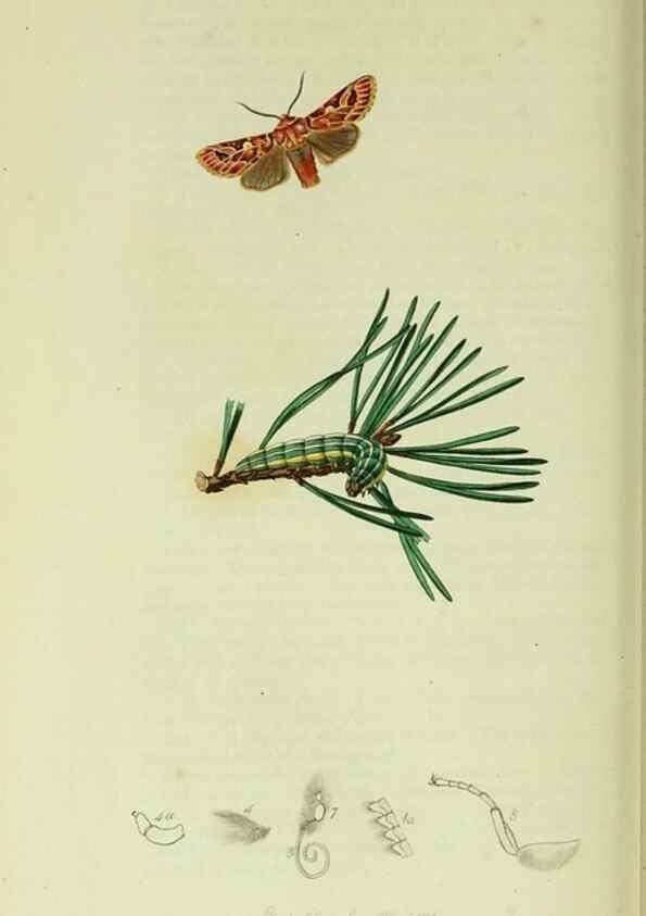 Reproducción/Reproduction 49640711816: British entomology :. London,Printed for the author,1823-1840 [i.e. 1840].. 