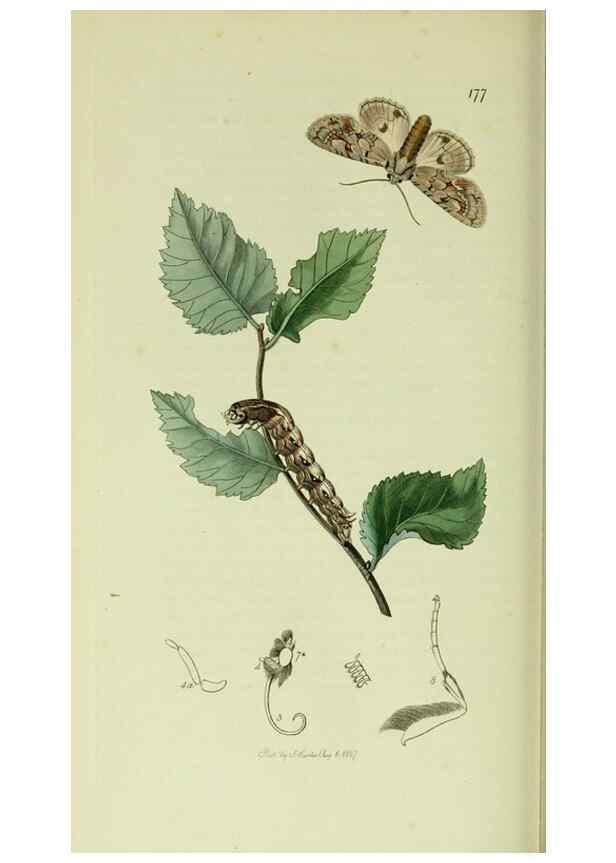 Reproducción/Reproduction 49640985332: British entomology :. London,Printed for the author,1823-1840 [i.e. 1840].. 