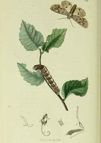 Reproducción/Reproduction 49640985332: British entomology :. London,Printed for the author,1823-1840 [i.e. 1840].. 