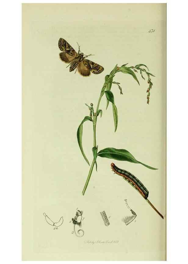 Reproducción/Reproduction 49640712391: British entomology :. London,Printed for the author,1823-1840 [i.e. 1840].. 