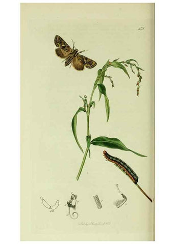 Reproducción/Reproduction 49640712391: British entomology :. London,Printed for the author,1823-1840 [i.e. 1840].. 
