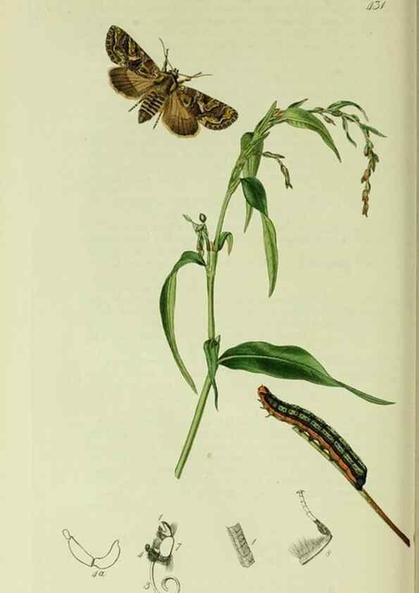 Reproducción/Reproduction 49640712391: British entomology :. London,Printed for the author,1823-1840 [i.e. 1840].. 