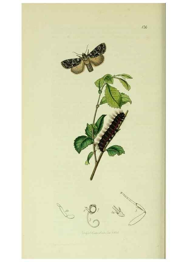 Reproducción/Reproduction 49640189773: British entomology :. London,Printed for the author,1823-1840 [i.e. 1840].. 