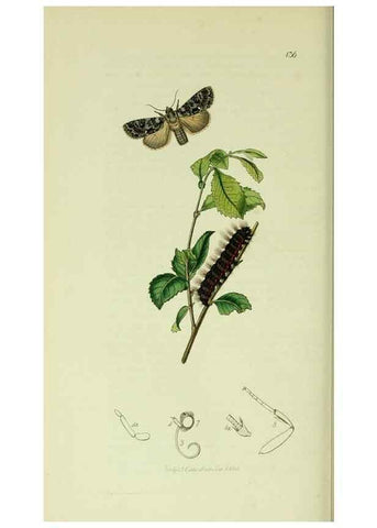 Reproducción/Reproduction 49640189773: British entomology :. London,Printed for the author,1823-1840 [i.e. 1840].. 