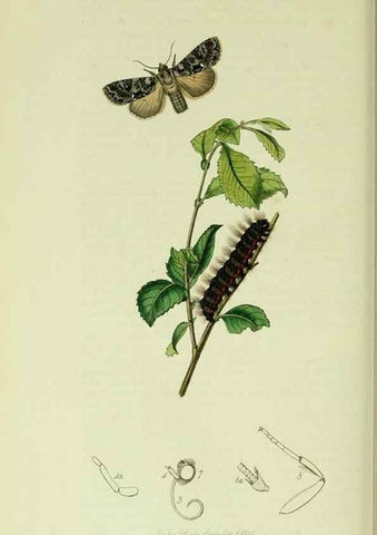 Reproducción/Reproduction 49640189773: British entomology :. London,Printed for the author,1823-1840 [i.e. 1840].. 