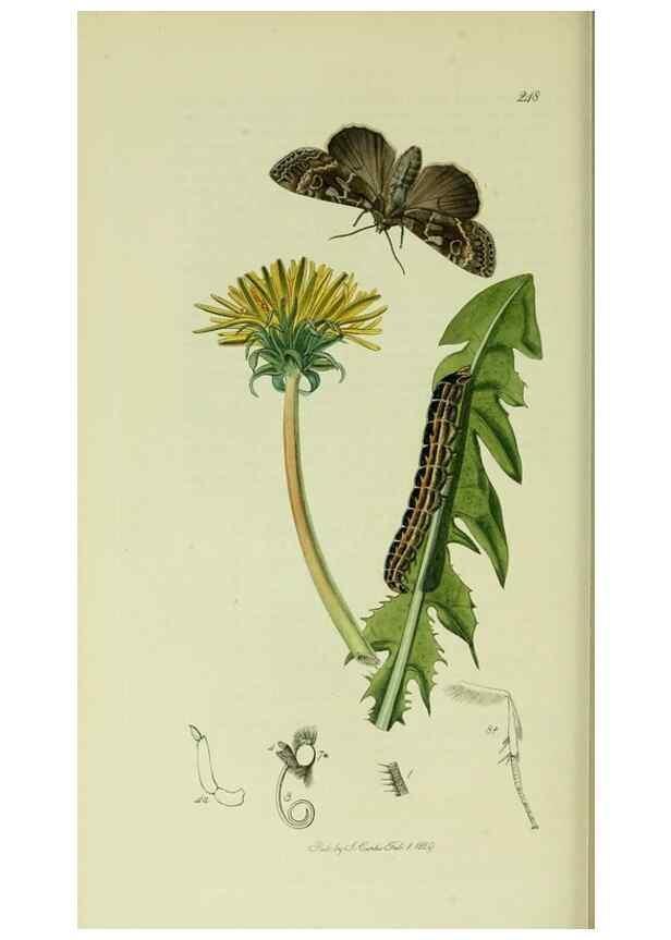 Reproducción/Reproduction 49640712921: British entomology :. London,Printed for the author,1823-1840 [i.e. 1840].. 