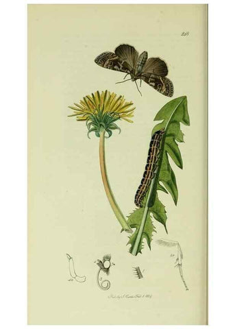 Reproducción/Reproduction 49640712921: British entomology :. London,Printed for the author,1823-1840 [i.e. 1840].. 