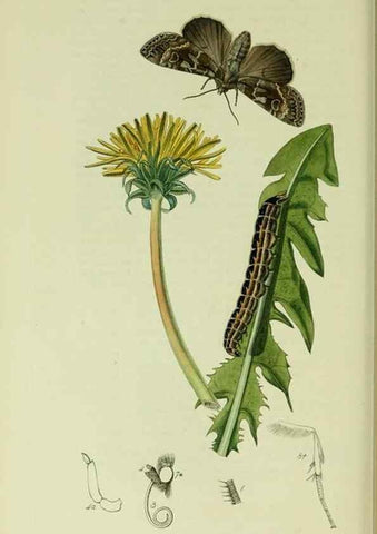 Reproducción/Reproduction 49640712921: British entomology :. London,Printed for the author,1823-1840 [i.e. 1840].. 