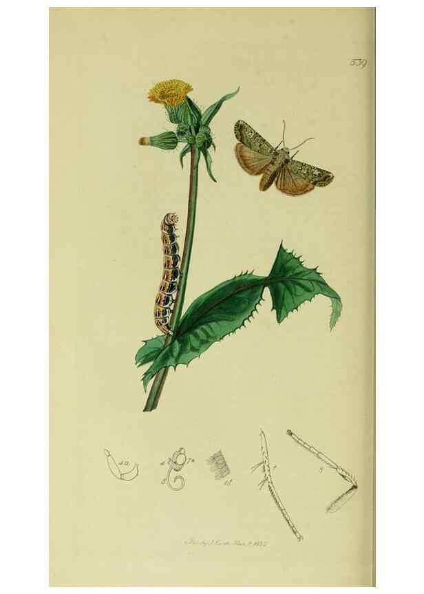 Reproducción/Reproduction 49640713236: British entomology :. London,Printed for the author,1823-1840 [i.e. 1840].. 
