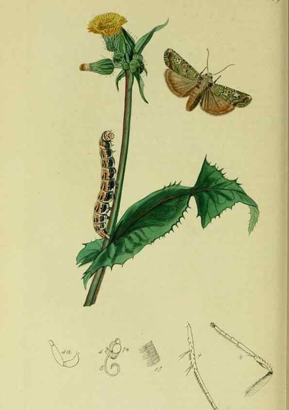 Reproducción/Reproduction 49640713236: British entomology :. London,Printed for the author,1823-1840 [i.e. 1840].. 