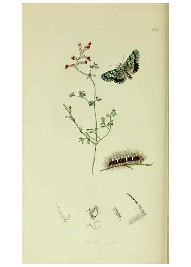 Reproducción/Reproduction 49640190758: British entomology :. London,Printed for the author,1823-1840 [i.e. 1840].. 