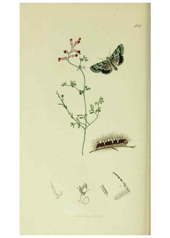 Reproducción/Reproduction 49640190758: British entomology :. London,Printed for the author,1823-1840 [i.e. 1840].. 